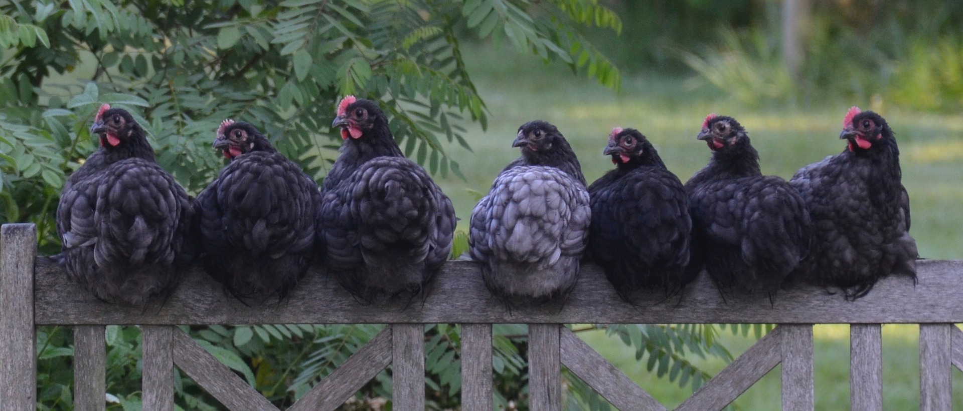 Chicken Breeds A-Z
