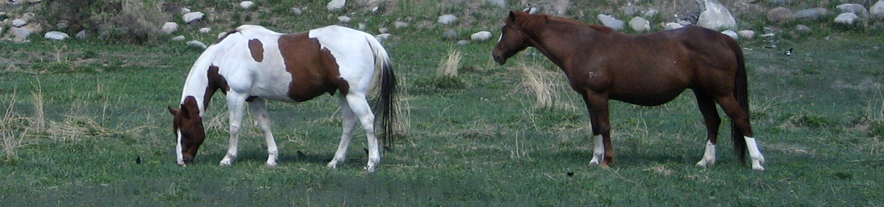 page_banner_horses