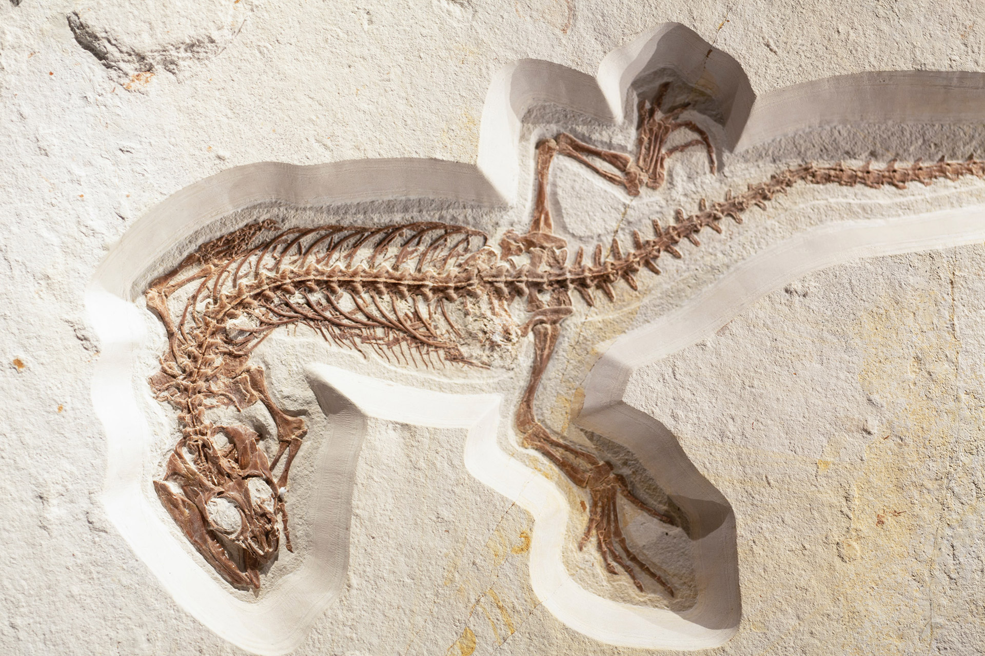 ALL ABOUT PALEONTOLOGY - Collection of Resources