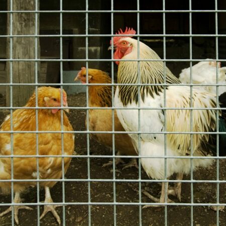 Poultry Fencing