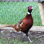 1.2m x 100m Game & Pheasant Protection Mesh