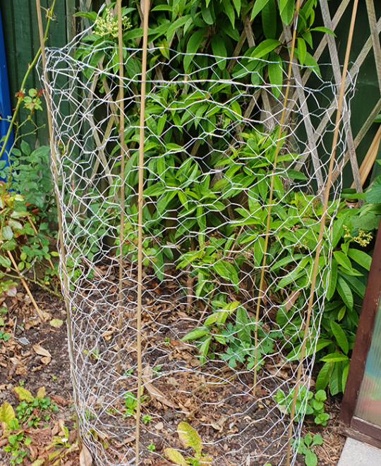 chicken-wire-tomato-cage-with-sticks-finished