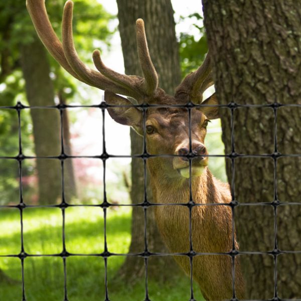 Deer Fencing