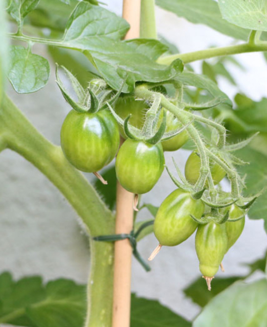 tomato-plant