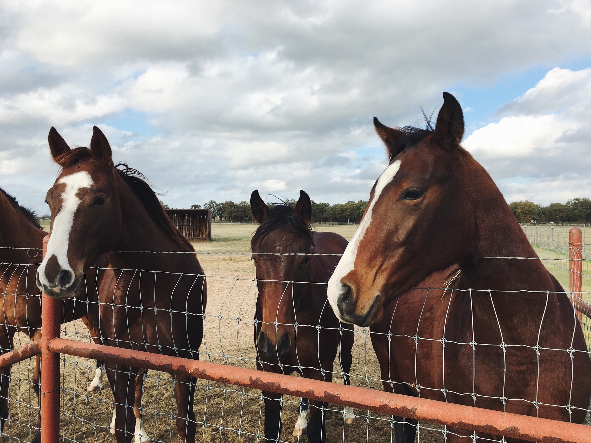 Horse Fencing