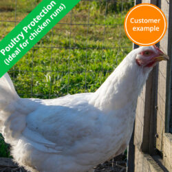 welded-mesh-poultry-protection