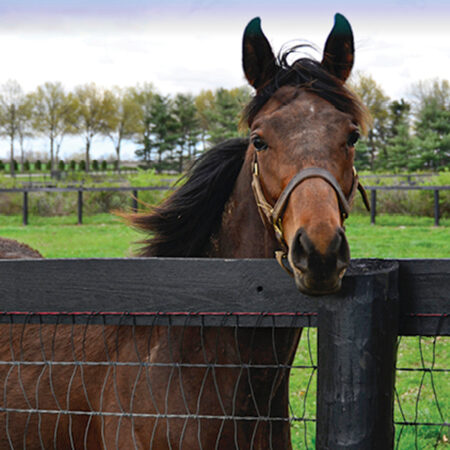 Horse Field Fence