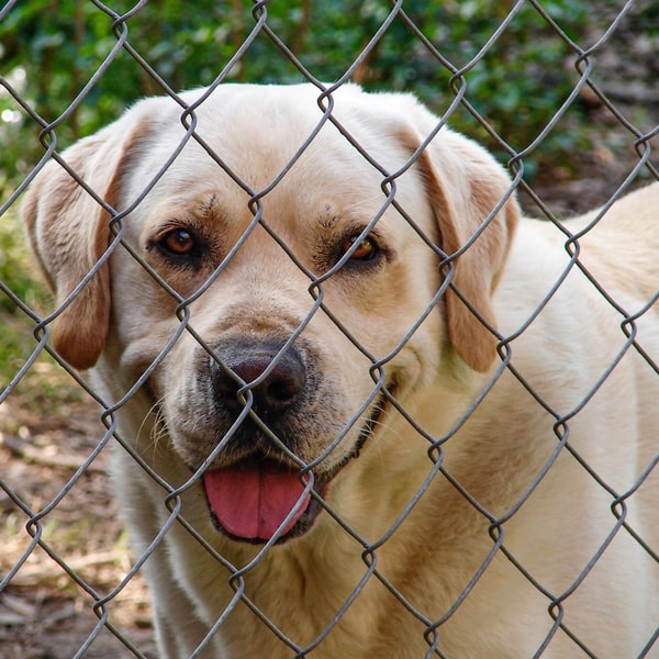 used chain link dog kennels