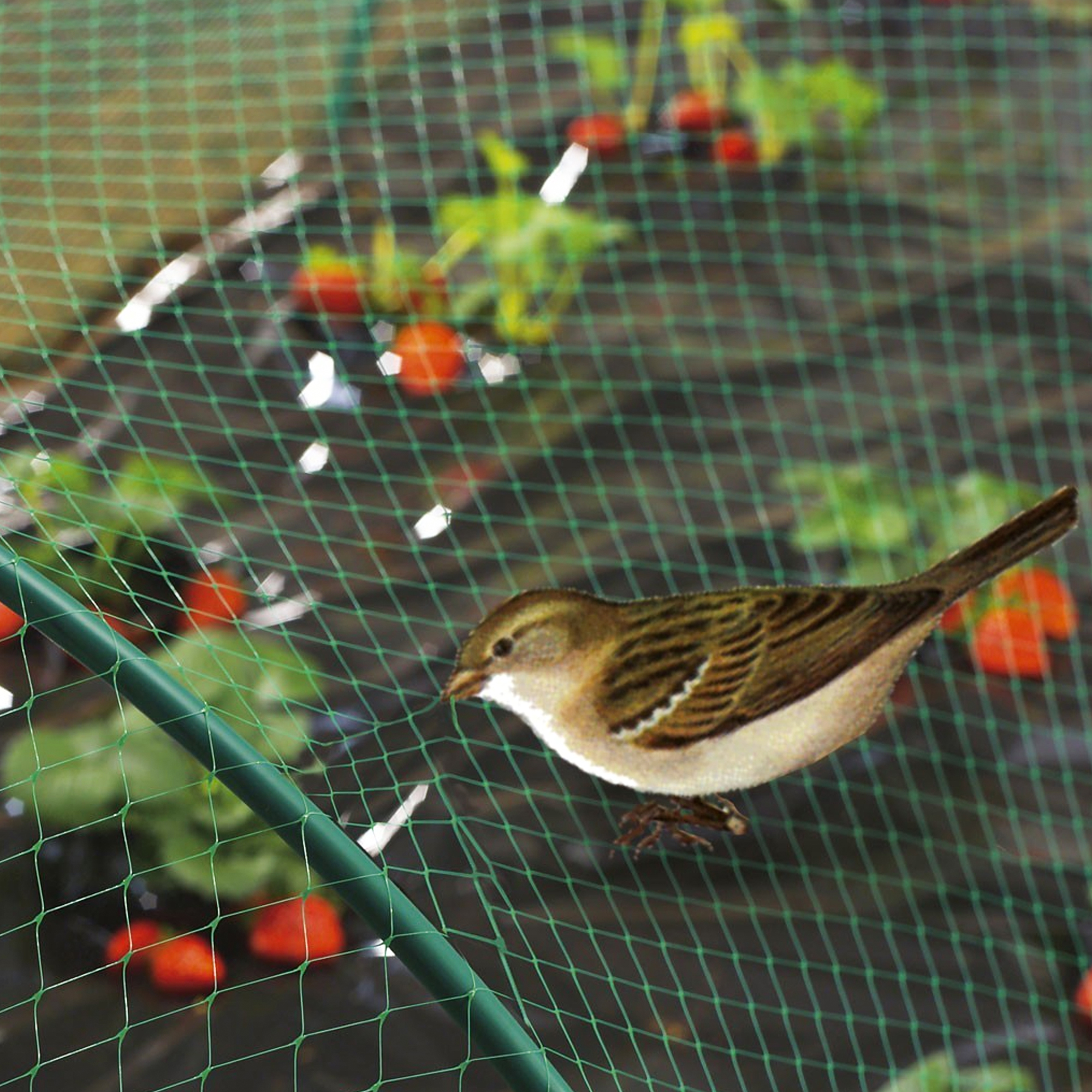 Fruit Cage Netting (NEXT DAY DELIVERY) Wire Fence