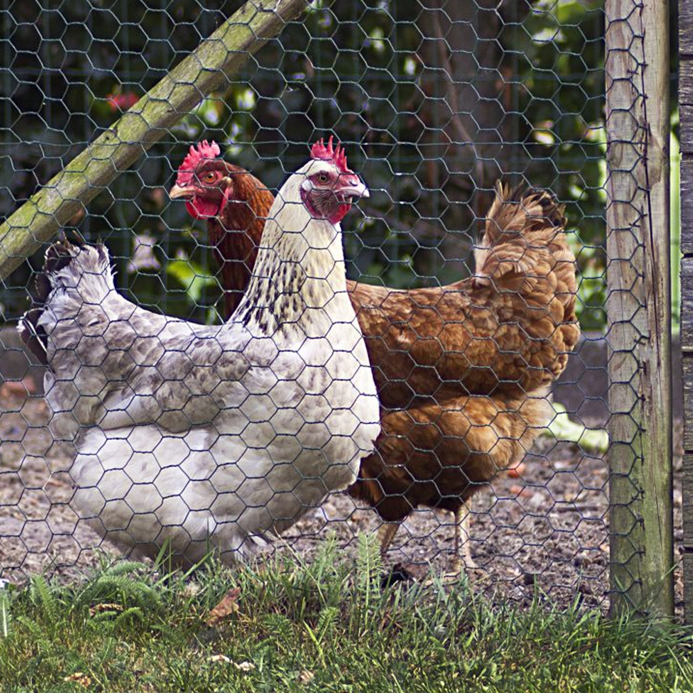 chicken-behind-wire-netting