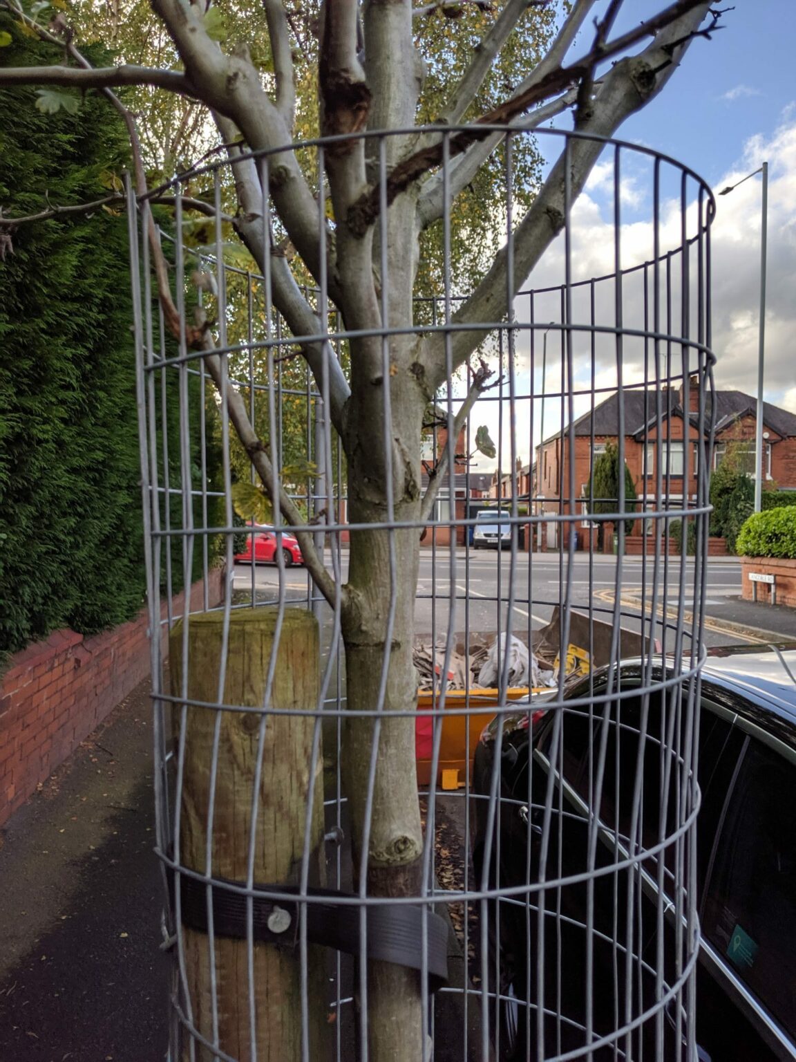 metal-tree-guard-close-up