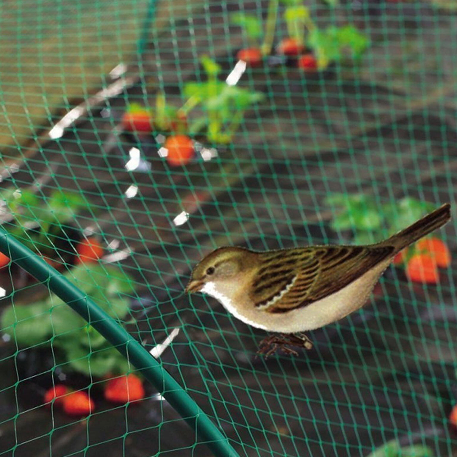 finch-on-anti-bird-netting