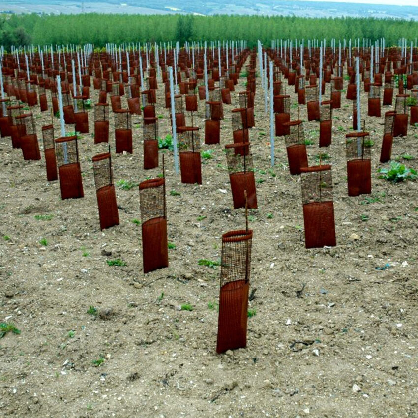 red-plastic-tree-guards-installed