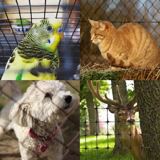 Animal & Pet Fencing