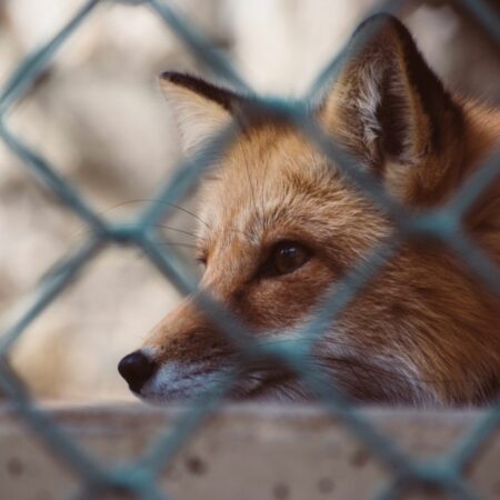 Fox Proof Fencing