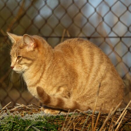 Cat Fencing