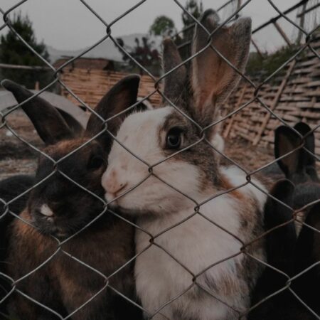 Rabbit Fencing