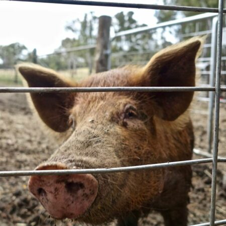 Pig Fence