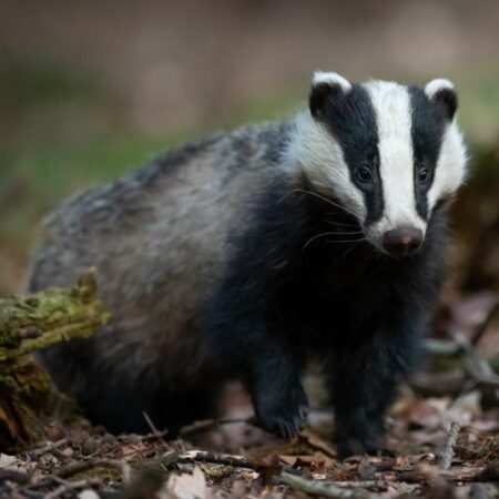 Badger Proof Fencing