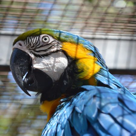 Parrot Aviary