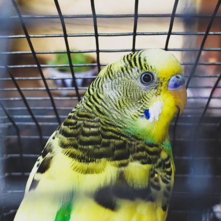 Budgie Aviary