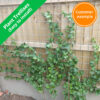 5-Plant Trellises (Easy to install) 1