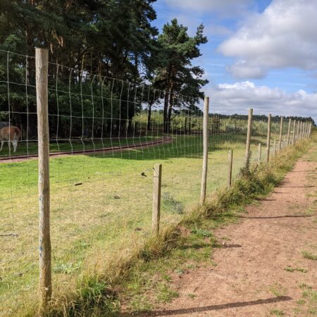 Dog Fencing for Large Areas