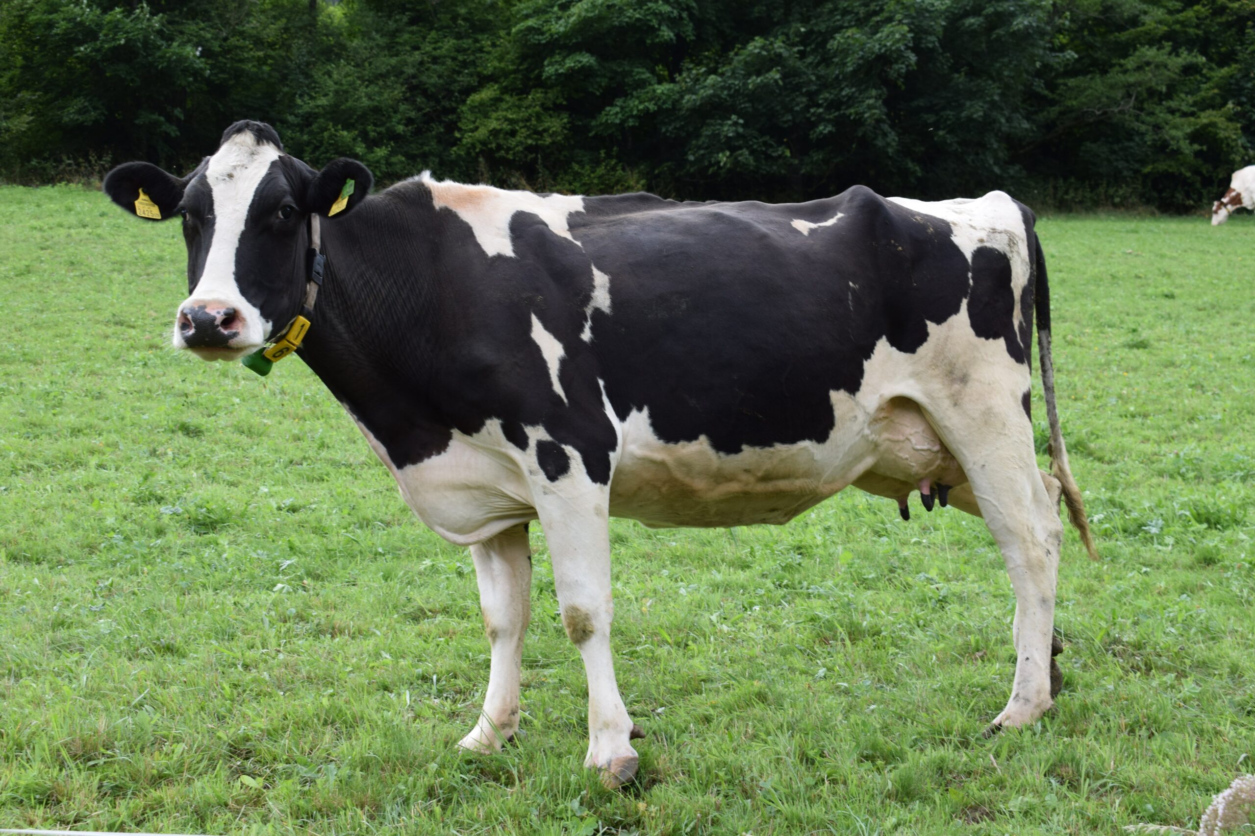 Cattle Fence