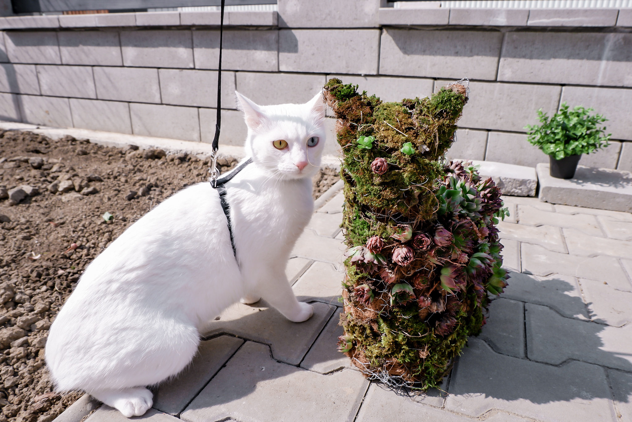 topiary-cat-sculpture-with-cat