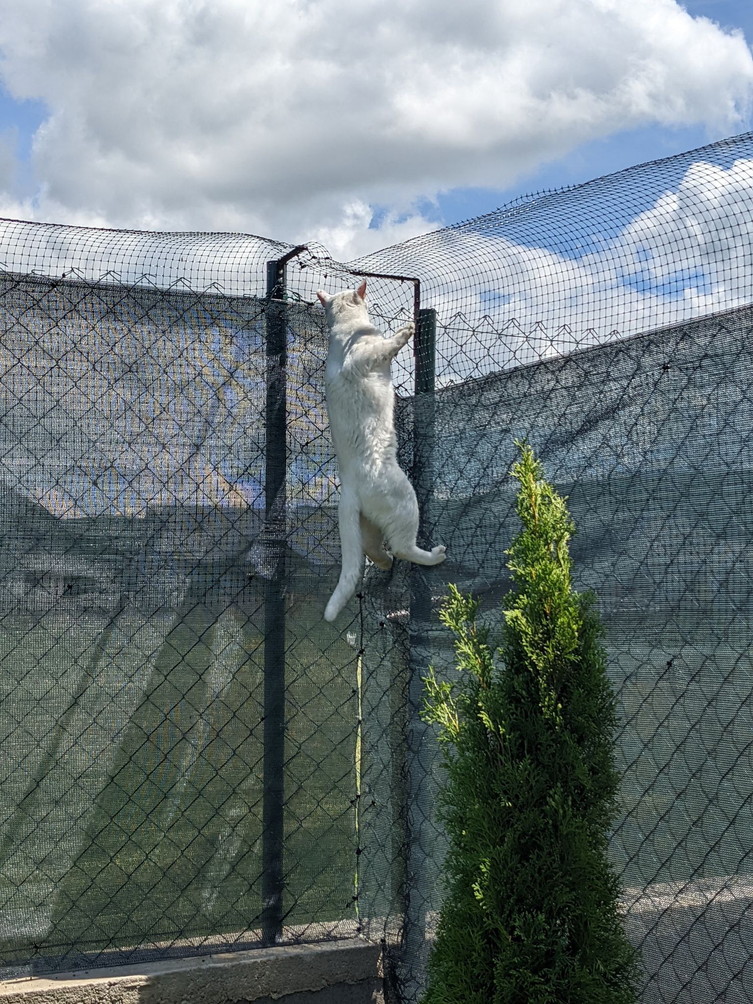 Cat Fence & Enclosure Netting (UK Supplier)