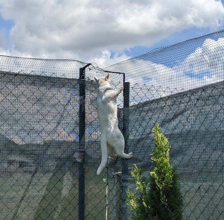 diy-cat-proof-fence