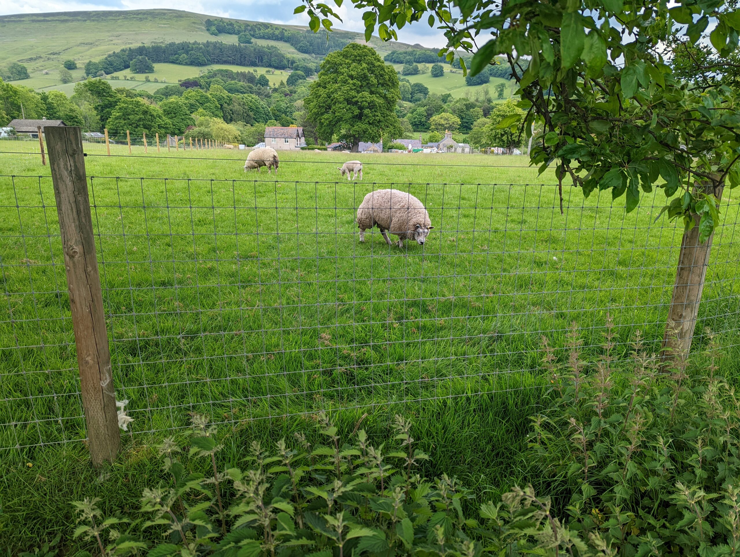 Sheep Wire Fencing UK Suppliers (QUICK DELIVERY) Wire Fence Wire Fence