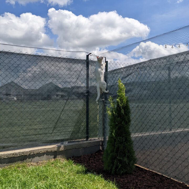 cat-trying-to-climb-cat-proof-fence