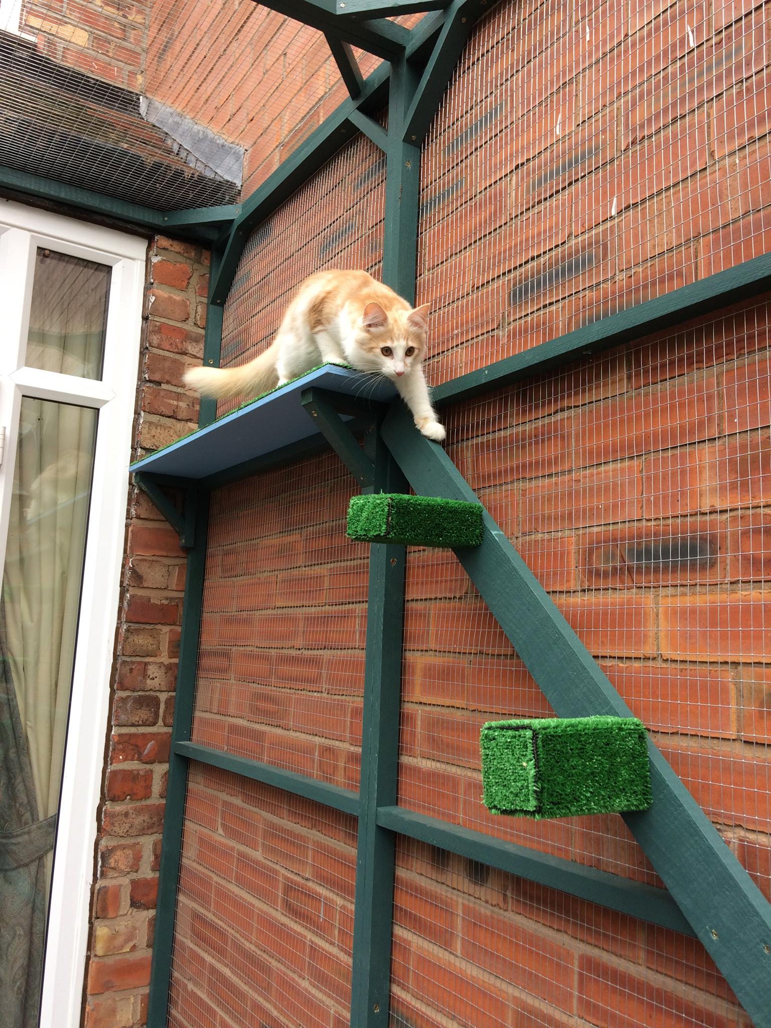 ginger-catio
