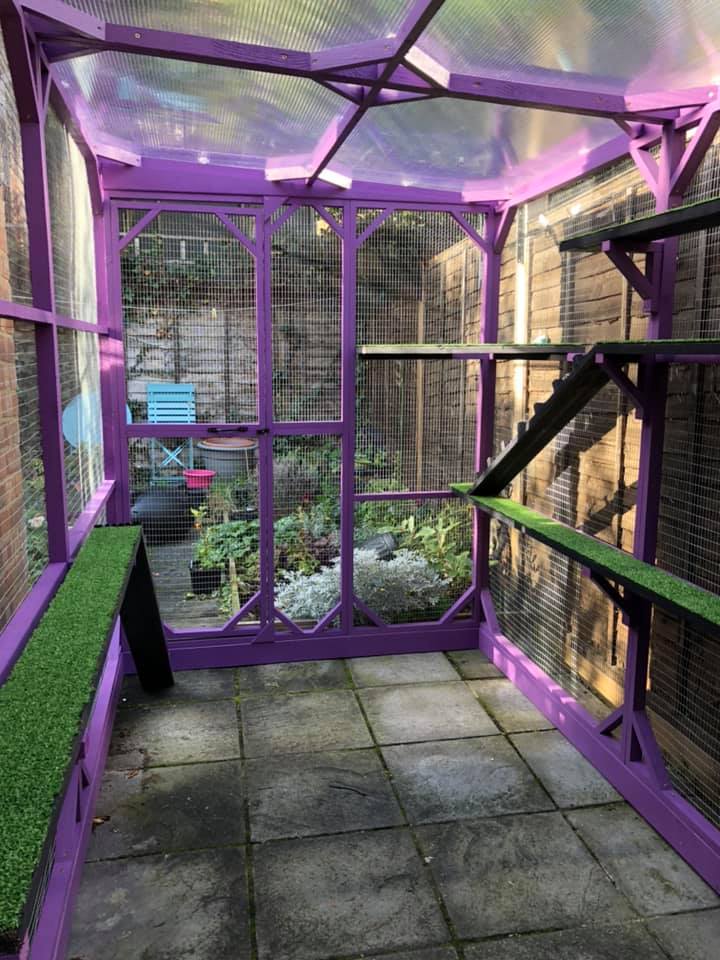 violet-catio