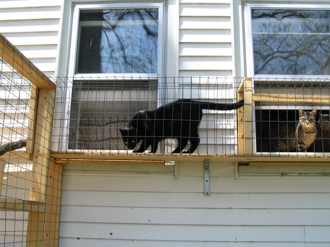 cat-tunnel