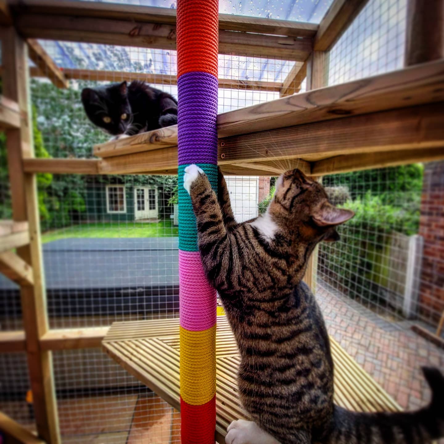 rainbow-cat-scratching-post