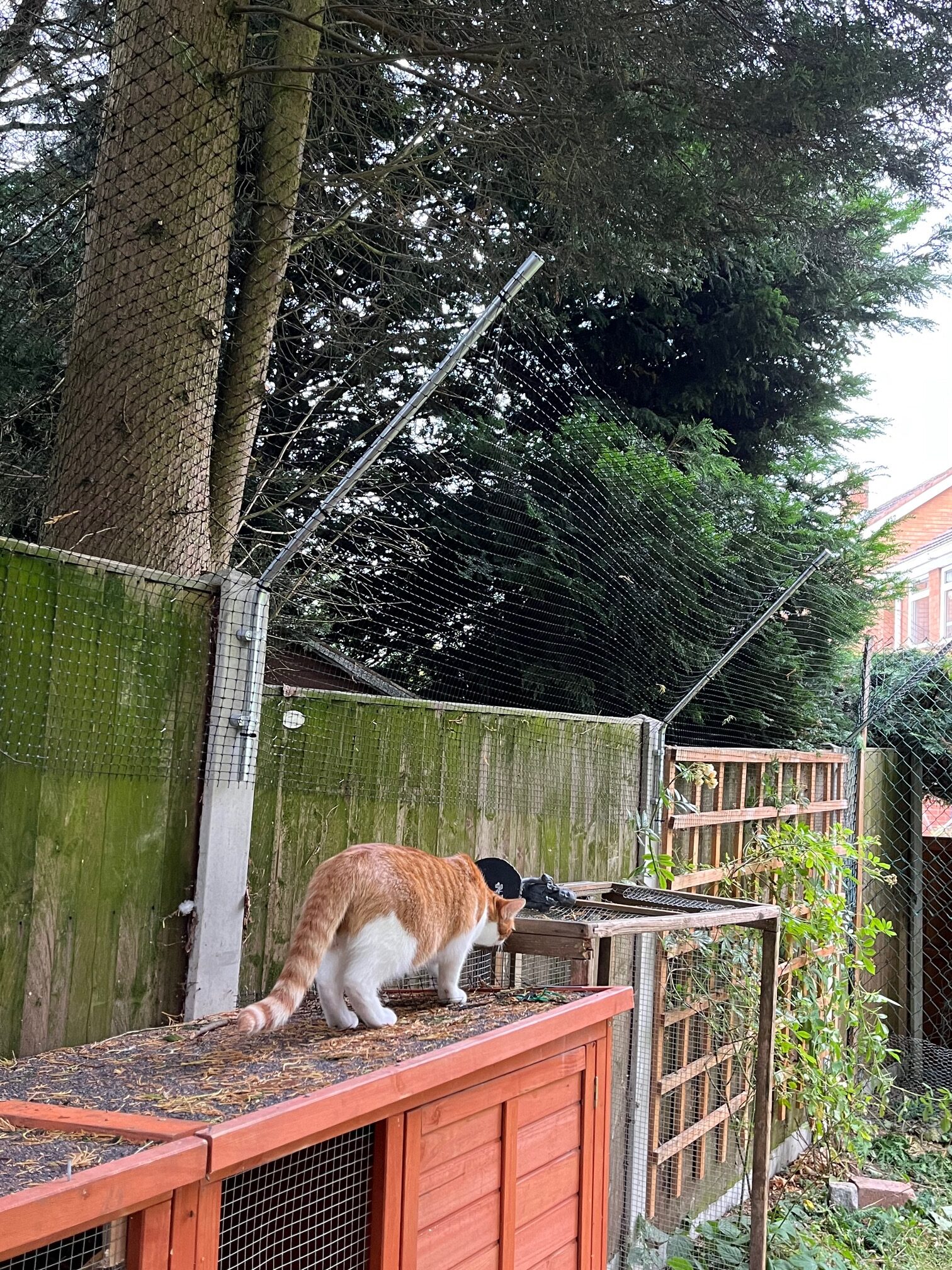 cat-proof-overhang