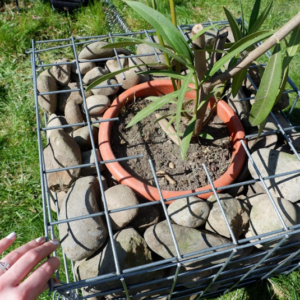 full-gabion-planter