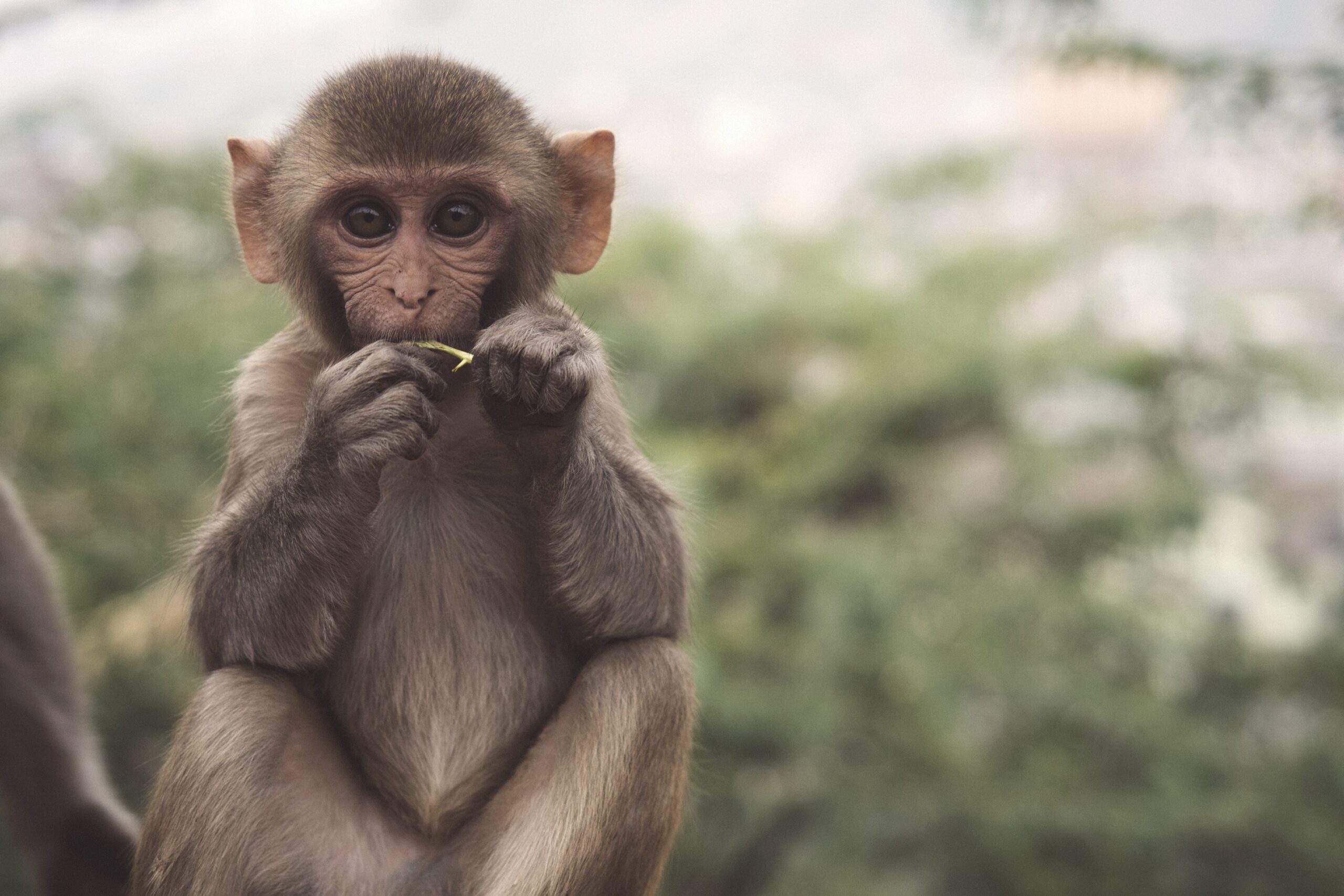 Monkey Day Facts, Statistics, and Expert Insights Wire Fence