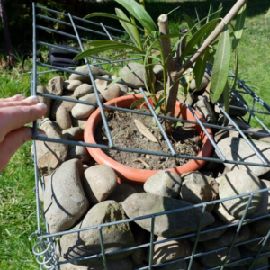 planter-pot-with-stones