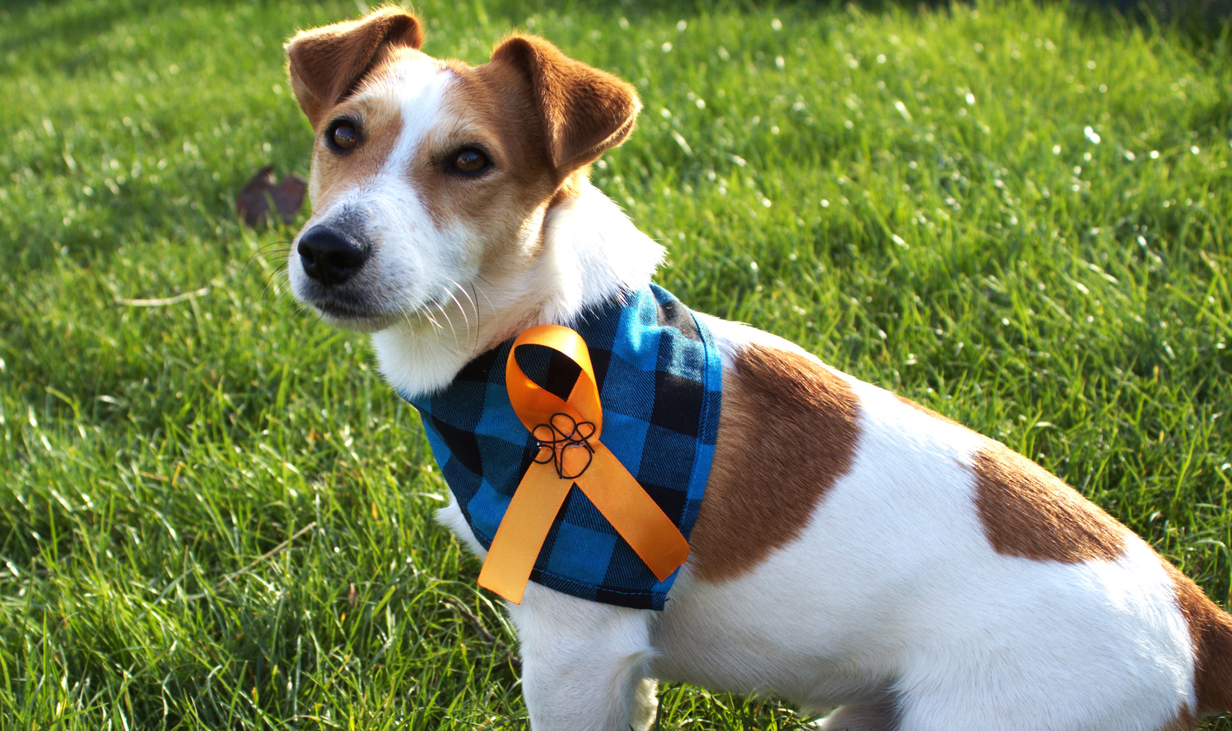 Prevention-of-Cruelty-to-Animals-Month-diy-logo-tutorial