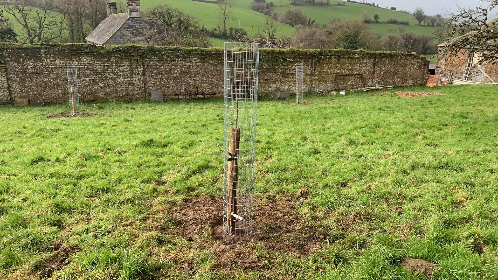 tree-guards-in-garden