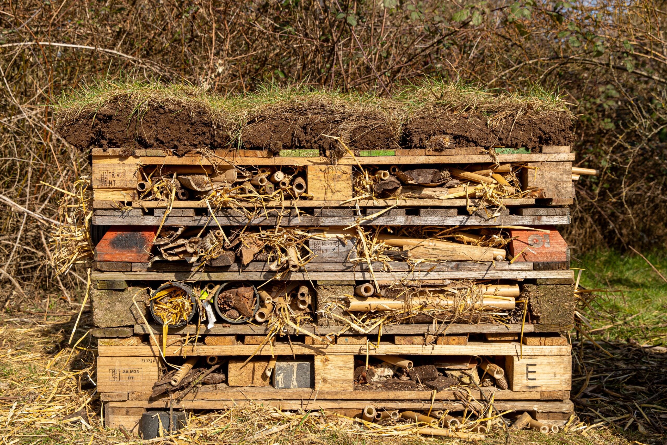 pallet-sized-instect-house