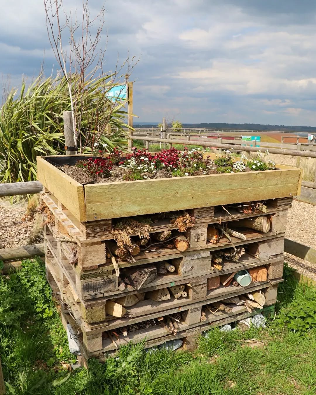 flowers-on-the-roof