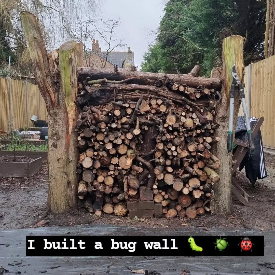 bug-wall