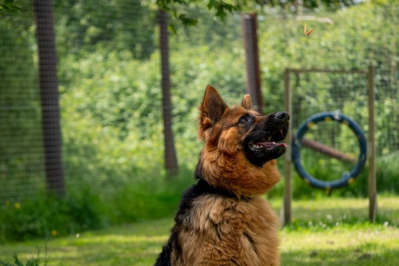 german-shepherd-in-playing-area