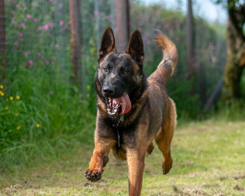 german-shepherd-playing