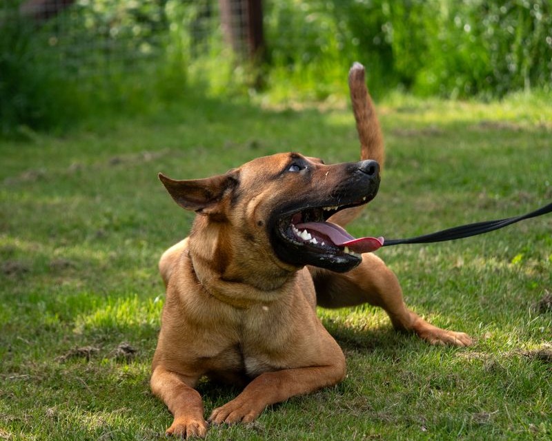 happy-dog