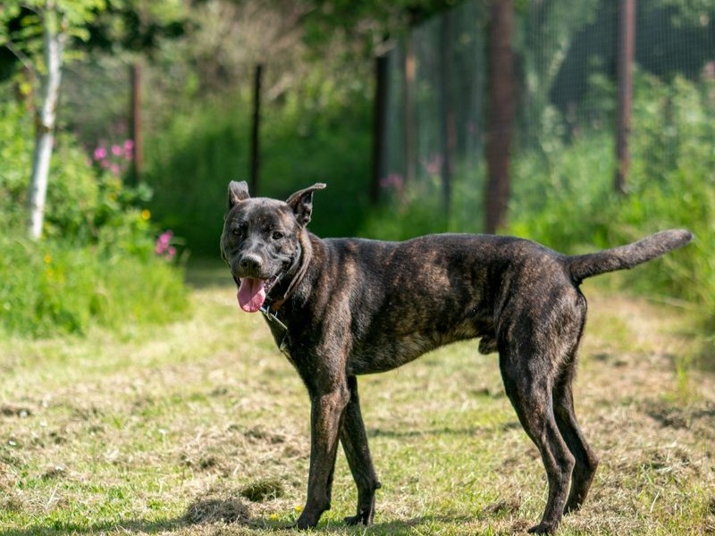rescued-dog